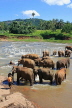 SRI LANKA, Pinnewala, elephants bathing in Maha Oya (Big River), SLK2263JPL