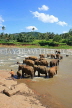 SRI LANKA, Pinnewala, elephants bathing in Maha Oya (Big River), SLK2264JPL