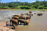 SRI LANKA, Pinnewala, elephants bathing in Maha Oya (Big River), SLK2265JPL