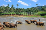 SRI LANKA, Pinnewala, elephants bathing in Maha Oya (Big River), SLK2271JPL