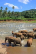 SRI LANKA, Pinnewala, elephants bathing in Maha Oya (Big River), SLK2272JPL