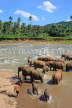 SRI LANKA, Pinnewala, elephants bathing in Maha Oya (Big River), SLK2273JPL