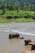 SRI LANKA, Pinnewala, elephants bathing in Maha Oya (Big River), SLK2282JPL