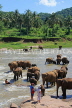SRI LANKA, Pinnewala, elephants bathing in Maha Oya (Big River), SLK2339JPL