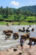 SRI LANKA, Pinnewala, elephants bathing in Maha Oya (Big River), SLK2340JPL