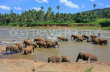 SRI LANKA, Pinnewala, elephants bathing in Maha Oya (Big River), SLK2342JPL