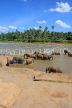SRI LANKA, Pinnewala, elephants bathing in Maha Oya (Big River), SLK2343JPL