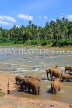 SRI LANKA, Pinnewala, elephants bathing in Maha Oya (Big River), SLK2345JPL