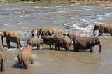 SRI LANKA, Pinnewala, elephants bathing in Maha Oya (Big River), SLK2346JPL