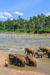 SRI LANKA, Pinnewala, elephants bathing in Maha Oya (Big River), SLK2347JPL