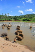 SRI LANKA, Pinnewala, elephants bathing in Maha Oya (Big River), SLK2348JPL
