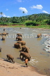 SRI LANKA, Pinnewala, elephants bathing in Maha Oya (Big River), SLK2349JPL