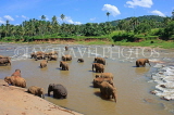 SRI LANKA, Pinnewala, elephants bathing in Maha Oya (Big River), SLK2350JPL