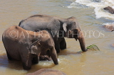 SRI LANKA, Pinnewala, elephants bathing in Maha Oya (Big River), SLK2420JPL