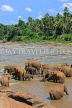SRI LANKA, Pinnewala, elephants bathing in Maha Oya (Big River), SLK2422JPL