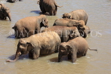 SRI LANKA, Pinnewala, elephants bathing in Maha Oya (Big River), SLK2423JPL