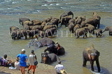 SRI LANKA, Pinnewala, elephants bathing in Maha Oya (Big River), tourists watching, SLK1868JPL