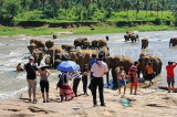 SRI LANKA, Pinnewala, elephants bathing in Maha Oya (Big River), visitors watching, SLK2337JPL