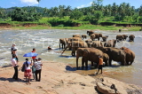 SRI LANKA, Pinnewala, elephants bathing in Maha Oya (Big River), visitors watching, SLK2338JPL