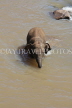 SRI LANKA, Pinnewala, young elephant bathing in Maha Oya (Big River), SLK2424JPL