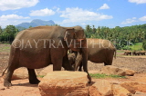 SRI LANKA, Pinnewala Elephant Orphanage, adult elephant, SLK2303JPL