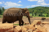 SRI LANKA, Pinnewala Elephant Orphanage, adult elephant, SLK2304JPL