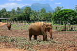 SRI LANKA, Pinnewala Elephant Orphanage, adult elephant, SLK2416JPL