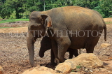 SRI LANKA, Pinnewala Elephant Orphanage, adult elephant and baby, SLK2294JPL