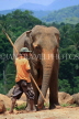 SRI LANKA, Pinnewala Elephant Orphanage, adult elephant and mahout, SLK2314JPL