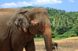 SRI LANKA, Pinnewala Elephant Orphanage, adult elephant closeup, SLK2305JPL
