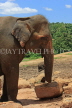 SRI LANKA, Pinnewala Elephant Orphanage, adult elephant closeup, SLK2306JPL