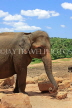 SRI LANKA, Pinnewala Elephant Orphanage, adult elephant closeup, SLK2307JPL