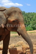 SRI LANKA, Pinnewala Elephant Orphanage, adult elephant closeup, SLK2309JPL