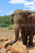 SRI LANKA, Pinnewala Elephant Orphanage, adult elephant closeup, SLK2311JPL