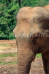 SRI LANKA, Pinnewala Elephant Orphanage, adult elephant closeup, SLK2379JPL