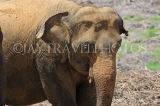 SRI LANKA, Pinnewala Elephant Orphanage, adult elephant closeup, SLK2389JPL