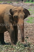 SRI LANKA, Pinnewala Elephant Orphanage, adult elephant closeup, SLK2390JPL