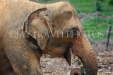 SRI LANKA, Pinnewala Elephant Orphanage, adult elephant closeup, SLK2395JPL