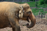 SRI LANKA, Pinnewala Elephant Orphanage, adult elephant closeup, SLK2396JPL