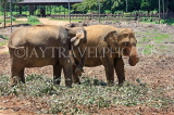 SRI LANKA, Pinnewala Elephant Orphanage, adult elephants, SLK2387JPL