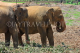 SRI LANKA, Pinnewala Elephant Orphanage, adult elephants, SLK2388JPL