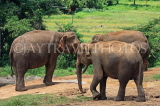 SRI LANKA, Pinnewala Elephant Orphanage, adult elephants, SLK2407JPL