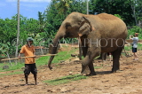 SRI LANKA, Pinnewala Elephant Orphanage, elephant and mahout, SLK2374JPL