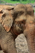 SRI LANKA, Pinnewala Elephant Orphanage, elephant closeup, SLK2275JPL