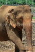 SRI LANKA, Pinnewala Elephant Orphanage, elephant closeup, SLK2276JPL
