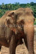 SRI LANKA, Pinnewala Elephant Orphanage, elephant closeup, SLK2277JPL
