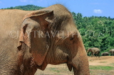 SRI LANKA, Pinnewala Elephant Orphanage, elephant closeup, SLK2278JPL