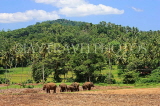 SRI LANKA, Pinnewala Elephant Orphanage, elephant herd, SLK2356JPL