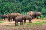 SRI LANKA, Pinnewala Elephant Orphanage, elephant herd, SLK2357JPL