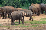 SRI LANKA, Pinnewala Elephant Orphanage, elephant herd, SLK2358JPL